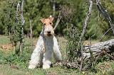 FOX TERRIER 365